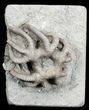 Agaricocrinus Crawforsville Crinoid With Rare Starfish! #31325-1